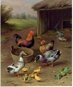 unknow artist poultry  147 oil painting reproduction